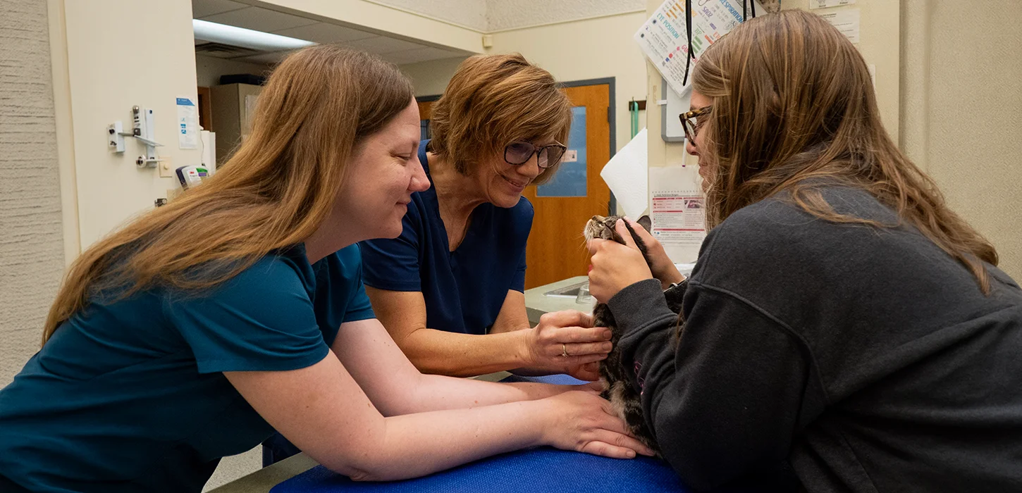 Three veterinarians doing a checkup on a cat