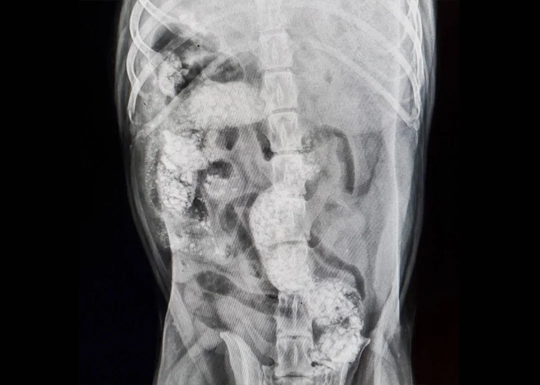 An x-ray of a pet's abdomen