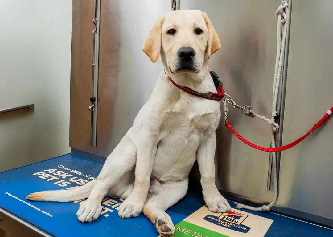 A yellow lab sitting on an exam table